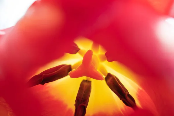 Staubwedel Und Stößel Rote Tulpe Aus Nächster Nähe Makrofoto Das — Stockfoto