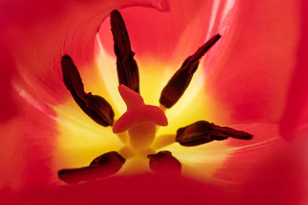 Des Étamines Des Pilons Gros Plan Sur Tulipe Rouge Macro — Photo