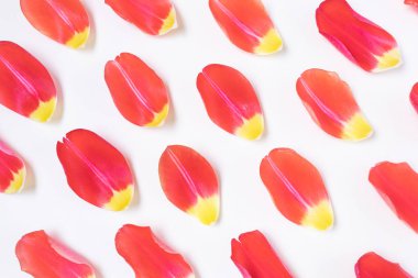 Açık arkaplanda kırmızı-sarı lale yaprakları. Tatil konsepti, kutlama, kadınlar günü, bahar. Düz konum, üst görünüm, telif alanı. Arkaplan doğal parlak görüntü.