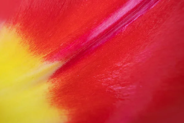 Pétale Une Tulipe Rouge Jaune Gros Plan Macro Photo Concept — Photo