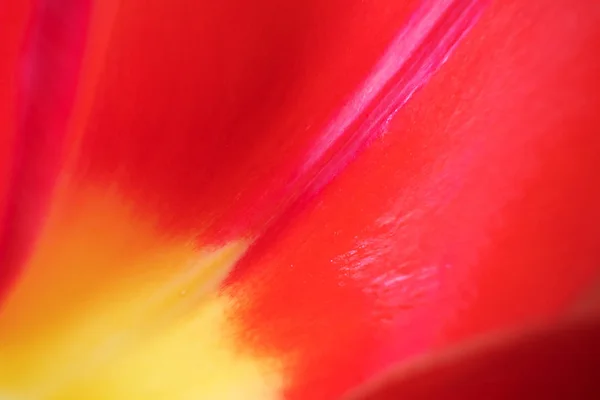 Pétale Une Tulipe Rouge Jaune Gros Plan Macro Photo Concept — Photo