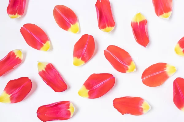 Açık Arkaplanda Kırmızı Sarı Lale Yaprakları Tatil Konsepti Kutlama Kadınlar — Stok fotoğraf