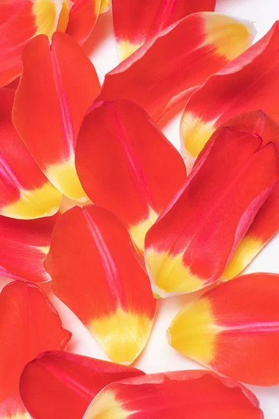 Açık Arkaplanda Kırmızı Sarı Lale Yaprakları Tatil Konsepti Kutlama Kadınlar — Stok fotoğraf