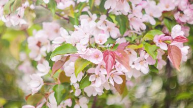 A branch of a blossoming apple tree close-up. Pink flowers. The concept of spring, summer. Banner 16:9. Copyspace.