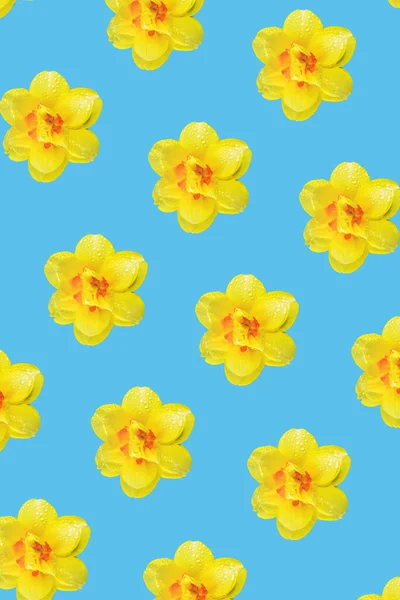 Heldere Geel Oranje Narcissen Een Lichtblauwe Achtergrond Het Concept Van — Stockfoto