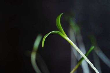 Yeni filizlenen küçük filizler. Makro fotoğraf. Bahar konsepti, ekme, çevre eşikleri, karanlık arka plan.