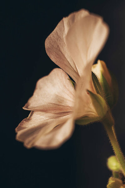 Small geranium flower in profile. Toned in warm colors photo. Dark background. The concept of spring, summer, flowering, holiday. Retro vintage style.
