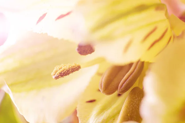 Alstroemeria Close Macro Photo Concept Spring Summer Women Day Holiday — Stock Photo, Image