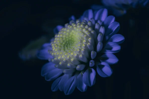 小さな忙しい菊のクローズアップ マクロ写真 魔法の光との対比 黄色と青の色合い 花は輝きそうだ 休日の概念 花の背景 — ストック写真