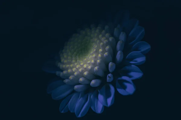 小さな忙しい菊のクローズアップ マクロ写真 魔法の光との対比 黄色と青の色合い 花は輝きそうだ 休日の概念 花の背景 — ストック写真