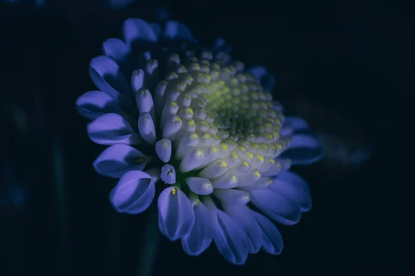 Malá Křovinatá Chryzantéma Zblízka Makro Fotografie Kontrastní Magické Světlo Žluté — Stock fotografie