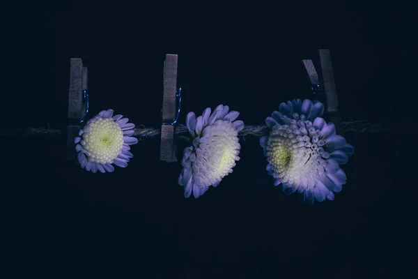 ブッシュ菊の花を閉じる 花はクロッシンプでロープにぶら下がっています 女性の日 休日の概念 花の暗いトレンディーな背景画像 — ストック写真