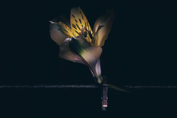 アルストロメリア閉鎖 花はクロッシングでロープにぶら下がっています 女性の日 休日の概念 花の暗いトレンディーな背景画像 — ストック写真