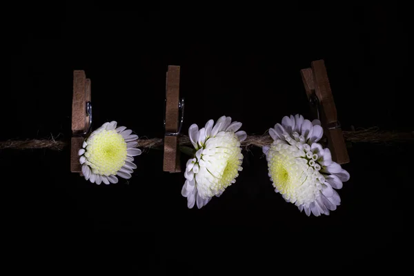 Fiori Crisantemo Bush Primo Piano Fiori Pendono Una Corda Con — Foto Stock