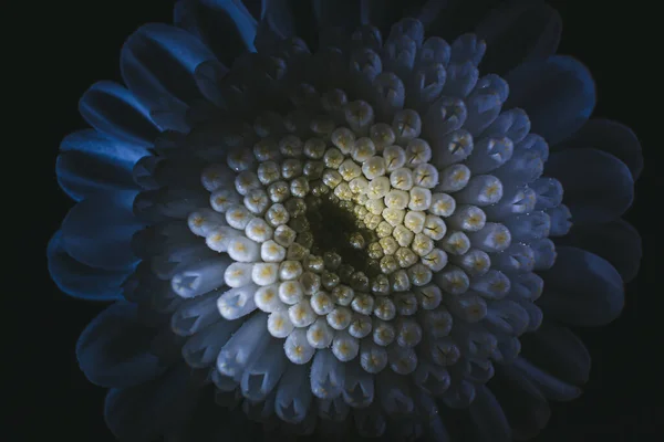 Malá Křovinatá Chryzantéma Zblízka Makro Fotografie Kontrastní Magické Světlo Žluté — Stock fotografie