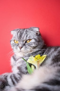 Kırmızı arka planda sarı gözlü komik gri İskoç kedisi. Yakınlarda sarı küçük bir çiçek var. Bahar, tatil ve popüler alerji ilaçları. Evcil bir hayvanla sevimli bir resim..