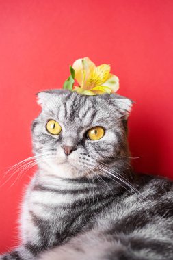 Kırmızı arka planda sarı gözlü komik gri İskoç kedisi. Kedinin kafasında sarı küçük bir çiçek var. Bahar, tatil ve popüler alerji ilaçları. Evcil hayvanın şirin bir resmi..