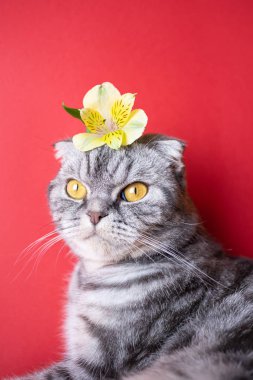 Kırmızı arka planda sarı gözlü komik gri İskoç kedisi. Kedinin kafasında sarı küçük bir çiçek var. Bahar, tatil ve popüler alerji ilaçları. Evcil hayvanın şirin bir resmi..