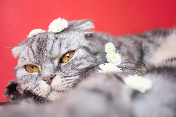 Lustige Graue Schottische Faltkatze Mit Gelben Augen Auf Rotem Hintergrund — Stockfoto