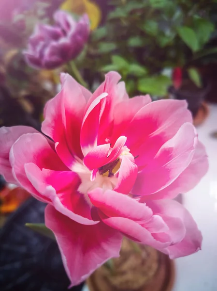 Close Pink Tulip Flower Shop Background Different Flowers Vertical Photograph — Stock Photo, Image