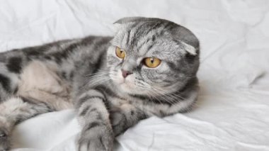 İskoç kedisi beyaz bir çarşafın üzerine uzanır ve dikkatle dikkatle izler sahne arkasında hareket eden nesneyi göz kamaştırıcı bir şekilde. Namluya yakın çekim. Komik sevimli hayvan..