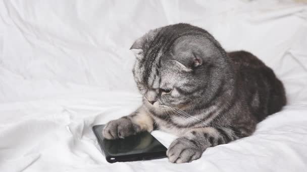 Scottish Fold Smart Cat Lies White Sheet Looks Screen Smartphone — Stock Video