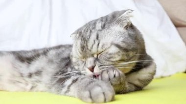 Gri bir İskoç kedisi yatağa oturur ve pençelerini yıkar. Evcil hayvan konsepti, rahatlık, evcil hayvan bakımı, evde kedi beslemek. Işık görüntüsü, minimalizm, kopyalama alanı.