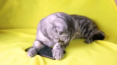 Sarı bir halıya yalan bir smartphone oynamak akıllı kedi İskoç Fold. Evde beslenen hayvan ve bilgi teknolojileri.