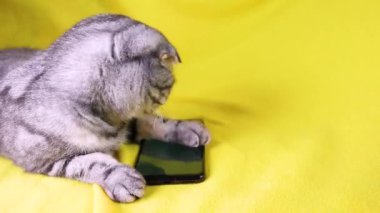 Sarı bir halıya yalan bir smartphone oynamak akıllı kedi İskoç Fold. Evde beslenen hayvan ve bilgi teknolojileri.