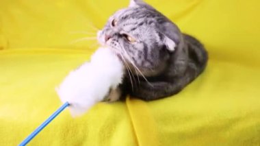 Sarı bir halıya yalan bir smartphone oynamak akıllı kedi İskoç Fold. Evde beslenen hayvan ve bilgi teknolojileri.