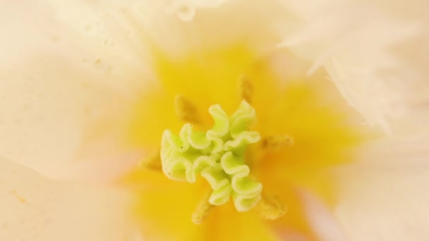 Stamens Pestle Tulipán Zblízka Podrobná Makro Fotografie Koncept Svátků Oslav — Stock video