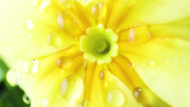 Gula Blomblad Stora Droppar Vatten Makrofoto Begreppet Blomning Vår Sommar — Stockvideo