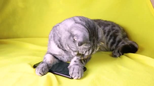 Scottish Fold Gato Inteligente Jogando Smartphone Deitado Tapete Amarelo Pet — Vídeo de Stock