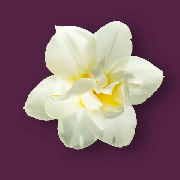 Mor Arka Planda Beyaz Nergis Kolaj Çiçeklerin Moda Konsepti Bahar — Stok fotoğraf