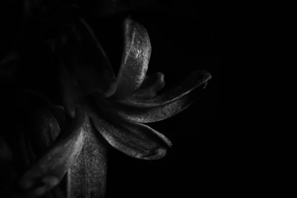 暗いモノクロ画像 フレームの左側の花びらのクローズアップ 右側のコピースペース ミニマルな背景画像 トレンディーな黒 — ストック写真
