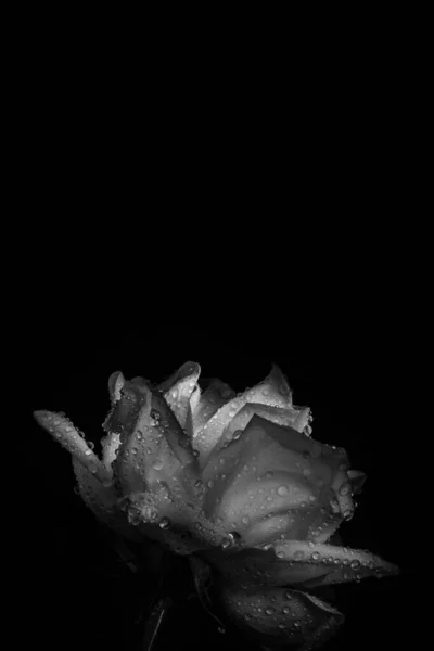 Tmavý Monochromatický Obraz Velká Růže Kapkách Vody Zblízka Svislý Prapor — Stock fotografie