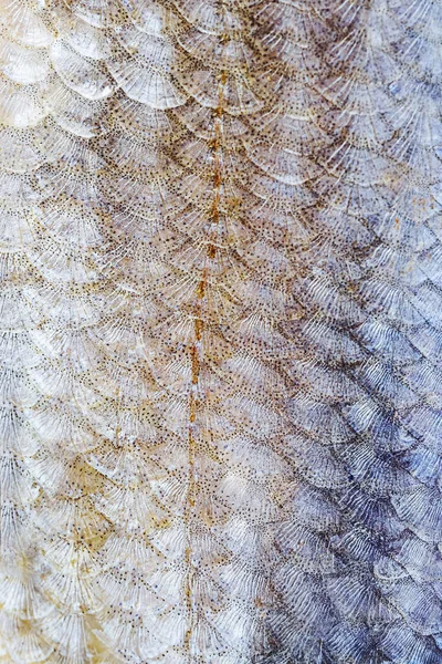 Halpikkelyek Közelről Részletes Makro Fotó Textúra Halászat Halevés Halételek Főzése — Stock Fotó