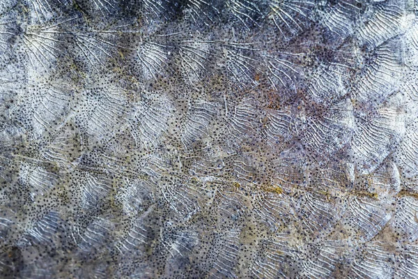 Scales of fish close-up. Detailed macro photo texture. The concept of fishing, eating fish, cooking fish dishes.