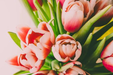 Pembe laleler yakın plan. Hafif arkaplan. Tatil konsepti, kutlama, anneler günü, bahar. Arkaplan doğal canlı görüntü, pankart için uygun, kartpostal