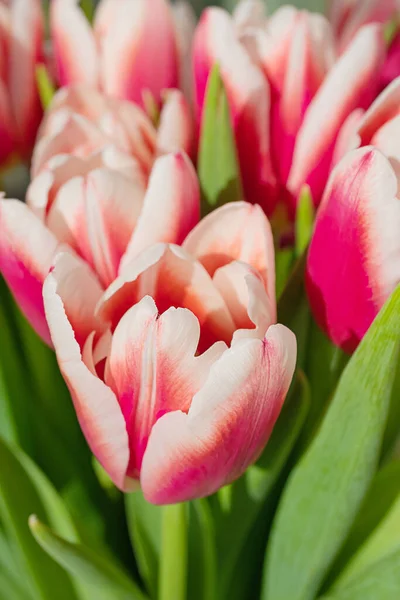 Růžový Tulipán Zblízka Světlé Pozadí Koncept Svátků Oslav Den Matek — Stock fotografie