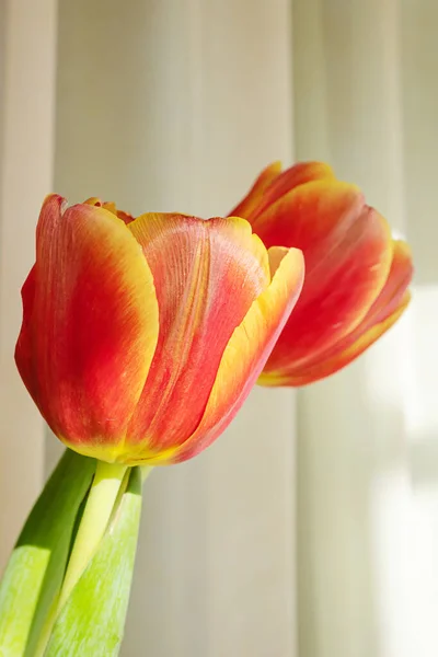 Red Yellow Tulip Close Light Background Concept Holiday Celebration Mother — Stock Photo, Image