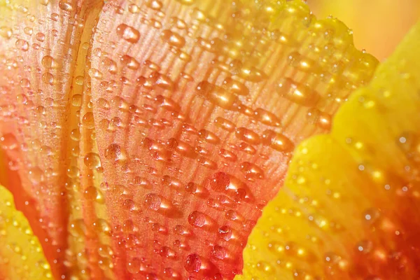 Red Yellow Tulip Drops Water Close Macro Photo Concept Holiday — Stock Photo, Image