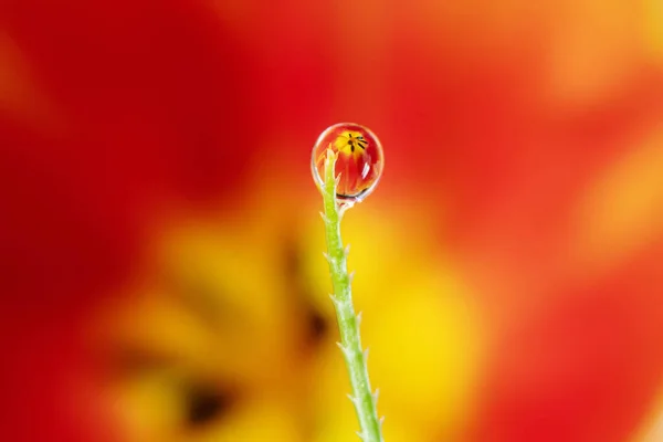 Kapka Vody Zelené Stéblo Trávy Popředí Červenožlutý Tulipán Který Pozadí — Stock fotografie