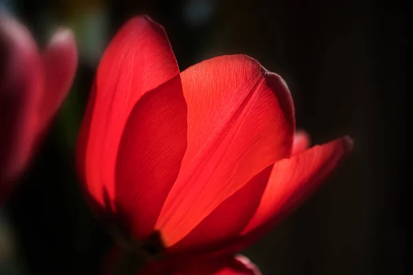 Primo Piano Del Tulipano Rosso Foto Macro Concetto Vacanza Celebrazione — Foto Stock