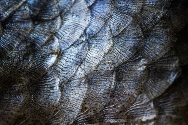 Yakından çekilen balık pulları. Detaylı makro fotoğraf dokusu. Balık tutma, balık yeme, balık yemekleri yapma kavramı..