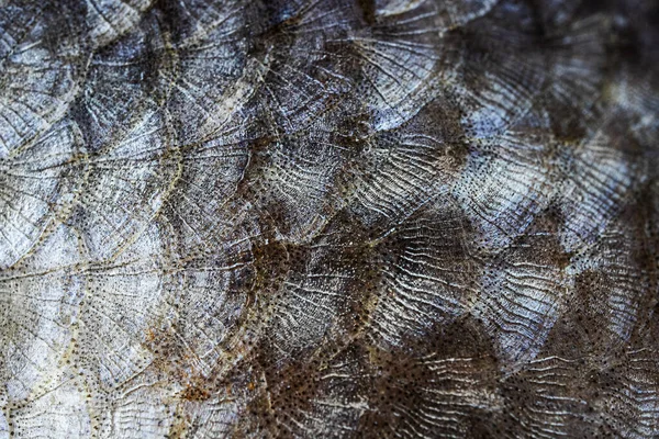 Escalas Peixe Close Textura Macro Foto Detalhada Conceito Pesca Comer — Fotografia de Stock