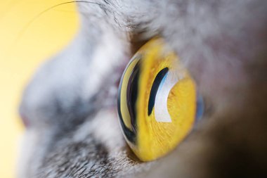 Gri çizgili kedinin sarı gözü. Sarı arkaplan, kopyalama alanı. Makro fotoğraf. Evcil hayvan kavramı. İskoç kedisi.