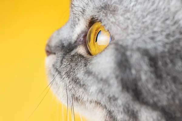 Жовте Око Сірої Смугастої Кішки Зблизька Жовтий Фон Копіювальний Простір — стокове фото