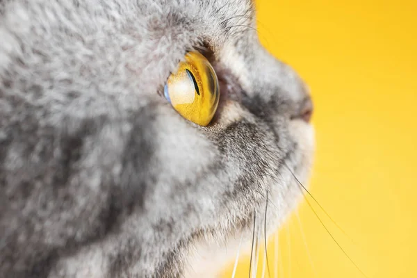 Желтый Глаз Серого Полосатого Кота Крупным Планом Желтый Фон Копирайт — стоковое фото
