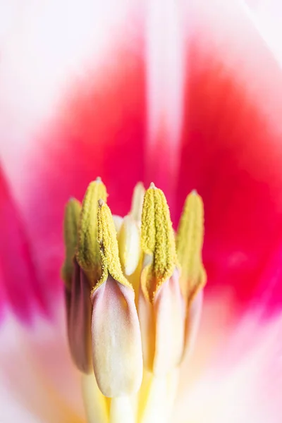 Stamens Pestle Růžovo Bílý Tulipán Zblízka Fotka Makra Koncept Svátků — Stock fotografie
